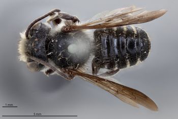 Media type: image;   Entomology 25436 Aspect: habitus dorsal view